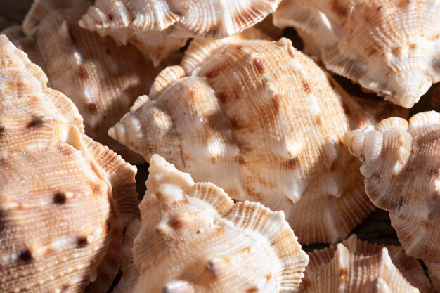 Close-up  shells organic background