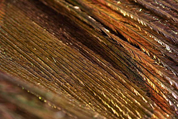 Free photo close-up shiny feather organic background