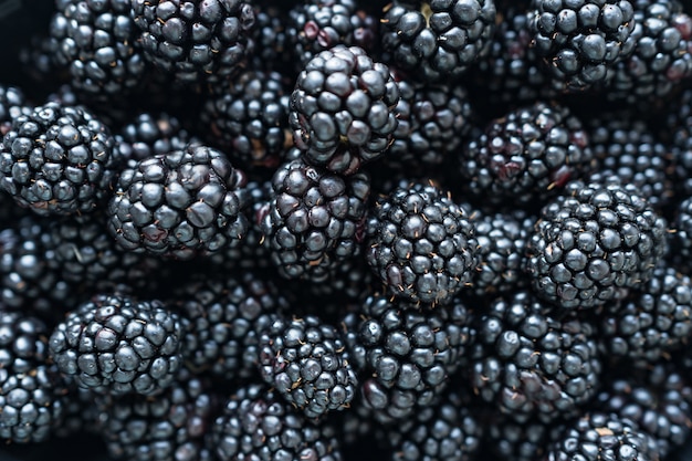 Close up of shiny, freshly picked blackberries.