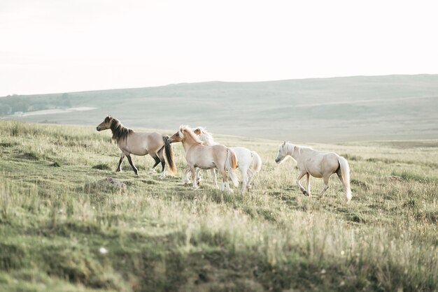 Close up shot of adorable ponies enjoying the wilderness