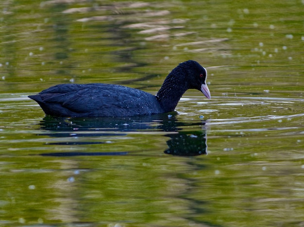 Close up shot of an american coot