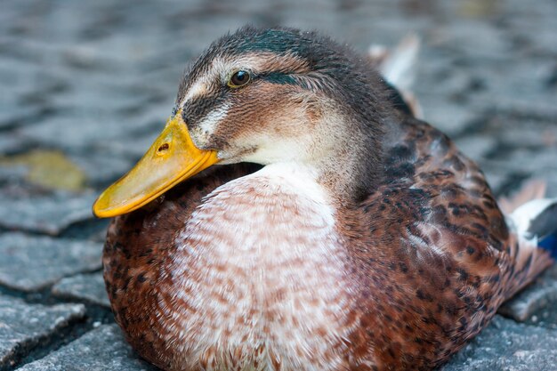 湖の美しいマガモのクローズアップショット