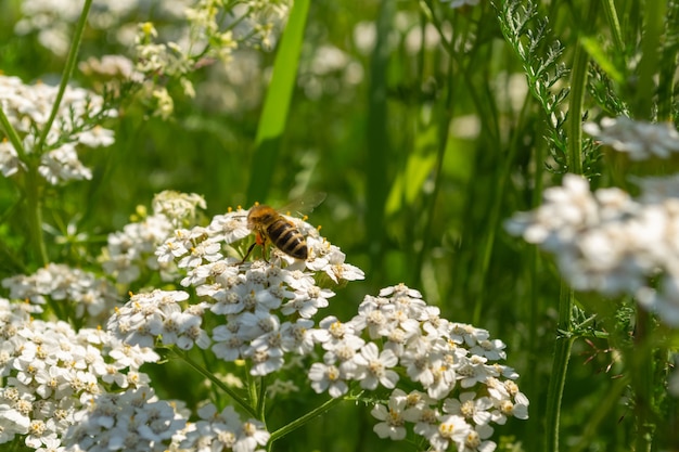 Close up shot of beautiful white flowers and a honeybee sitting on it