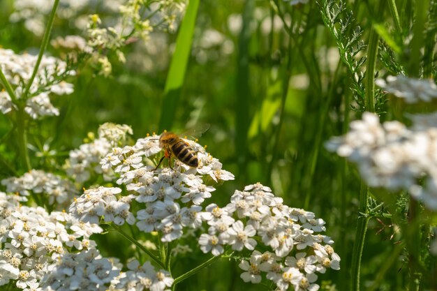 Close up shot of beautiful white flowers and a honeybee sitting on it