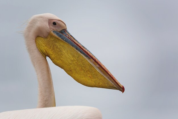 灰色の背景を持つ美しい白いヘラサギの鳥のクローズアップショット