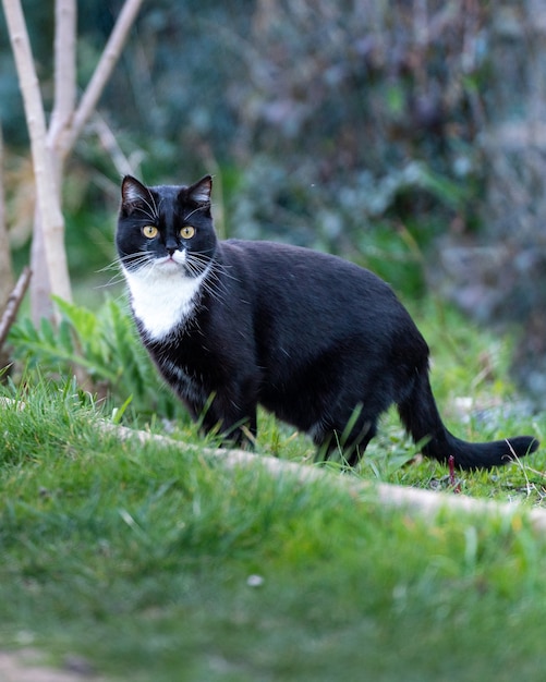 풀밭에 있는 검은 고양이의 클로즈업 샷