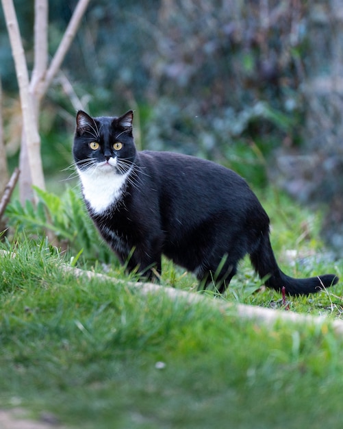 Close up shot of a black cat in grass