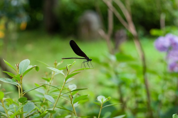 植物の黒いトンボのクローズアップショット