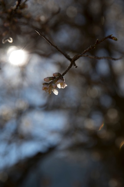 Close up shot blooming branch in sunlight