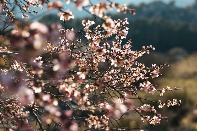 Close up shot blooming branches