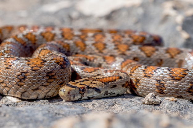 Close up shot of a curled up adult Leopard Snake or European Ratsnake, Zamenis situla, in Malta