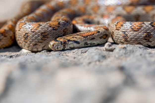 マルタの丸まった大人のヒョウモンナヘビまたはヒョウモンナチョウ、Zamenissitulaのクローズアップショット