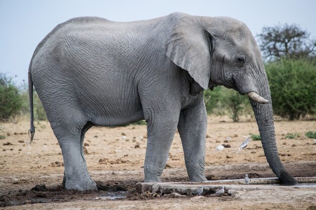 Close up shot of an elephant in a savannah