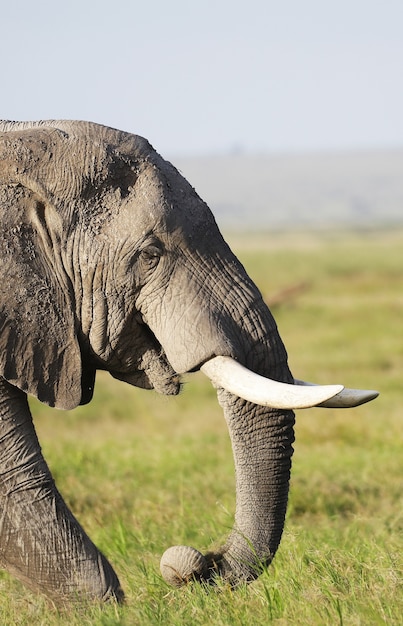 Foto gratuita immagine ravvicinata di un elefante preso nel parco nazionale, kenya, africa