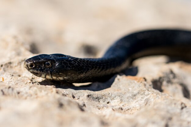 몰타에서 성인 블랙 웨스턴 채찍 뱀, Hierophis viridiflavus의 얼굴 샷을 닫습니다.