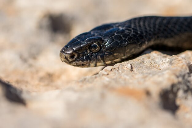 Close up shot of the face of an adult Black Western Whip Snake, Hierophis viridiflavus, in Malta