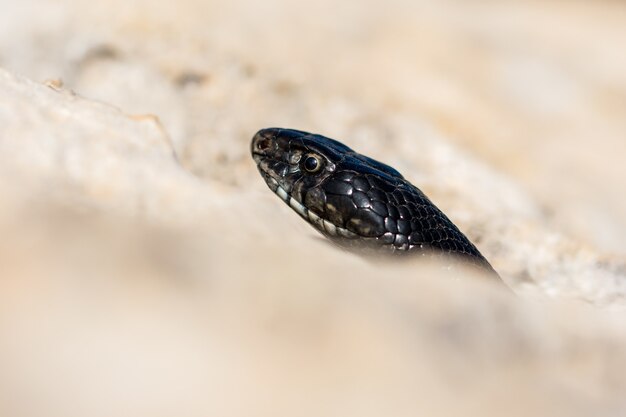 Крупным планом лицо взрослой черной западной кнутовой змеи Hierophis viridiflavus на Мальте