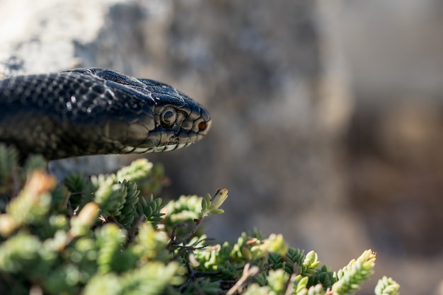 Close up shot of the face of an adult Black Western Whip Snake