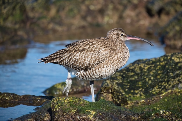 Close up shot of a far eastern curlew