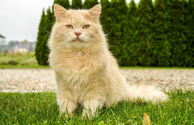 Close up shot of a fluffy cute cat sitting on the ground