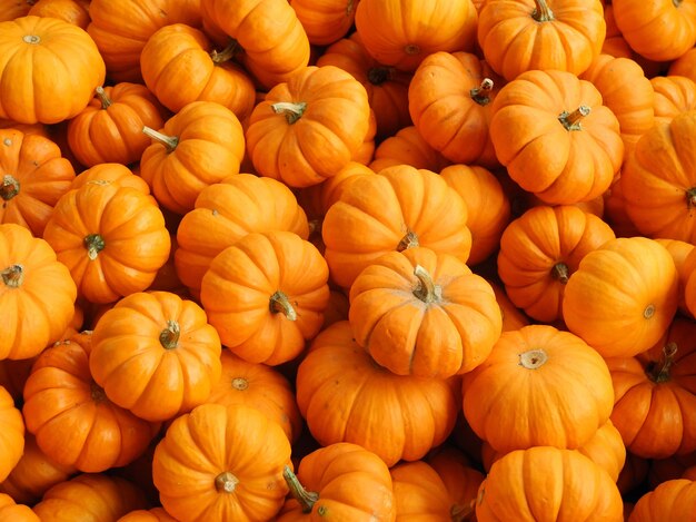 Close up shot of fresh pumpkins in different shapes and sizes - perfect for a