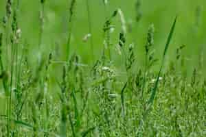 Free photo close up shot of grass in a field