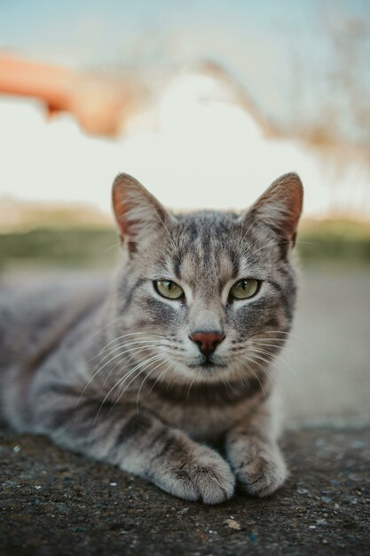 Close-up shot of a gray cat