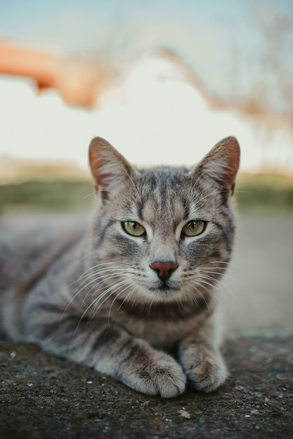 Close-up shot of a gray cat