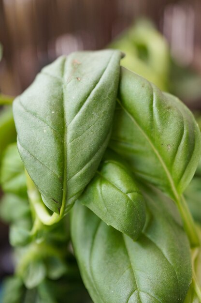 Close up shot of green leaves of a plant