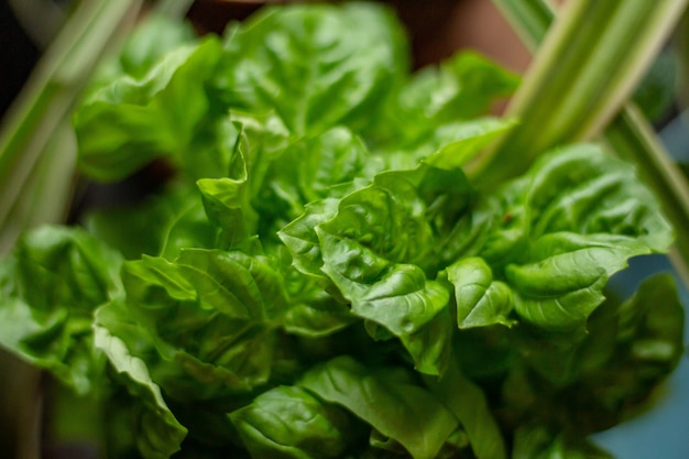 Close up shot of a green plant with large leafs