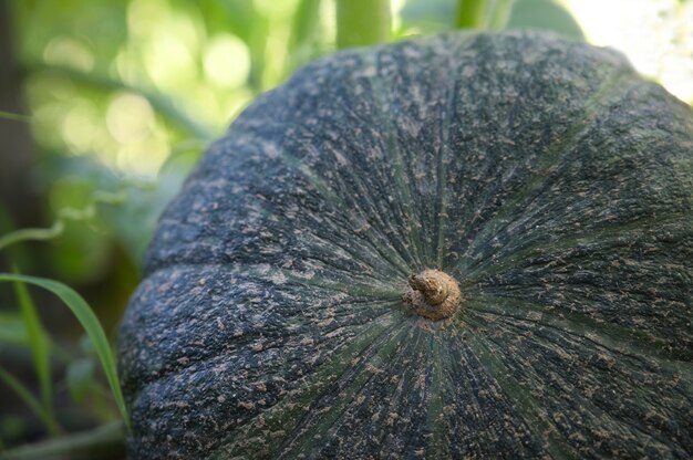 Close up shot of green pumpkin in the vegetable garden