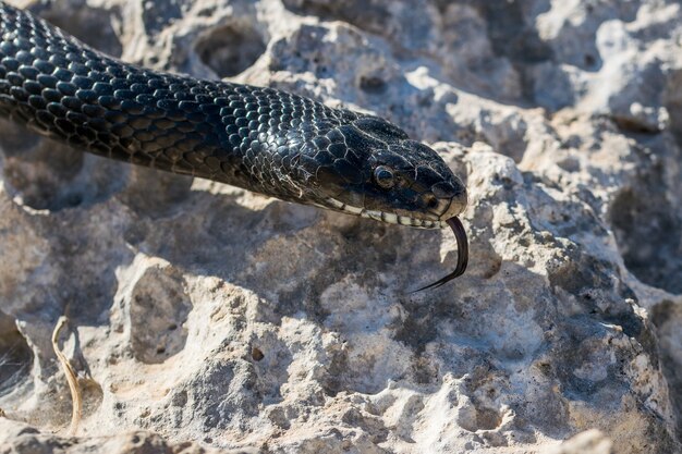 몰타에서 성인 블랙 웨스턴 채찍 뱀, Hierophis viridiflavus의 머리 샷을 닫습니다.