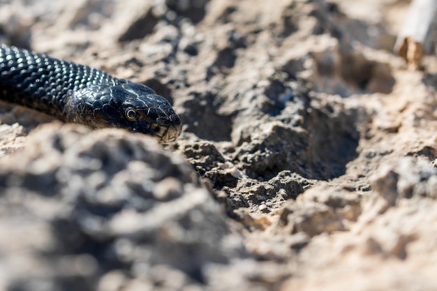 Immagine ravvicinata della testa di un adulto black western whip snake