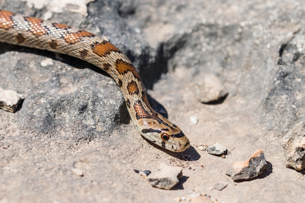 Крупным планом - голова взрослой леопардовой змеи или европейской крысиной змеи, Zamenis situla, Мальта