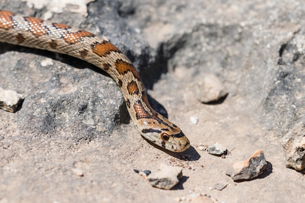 몰타에서 성인 표범 뱀 또는 유럽 Ratsnake, Zamenis situla의 머리의 총을 닫습니다