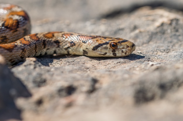 Close up shot of the head of an adult Leopard Snake