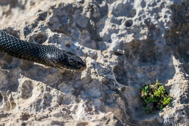 Free photo close up shot of the head of an adult western whip snake