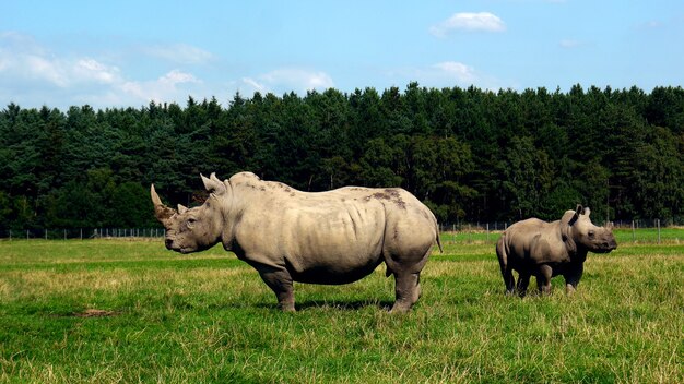 Close up shot of Indian rhinoceros with a background of the forest