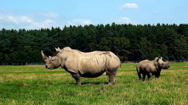 Крупным планом выстрел из индийских носорогов на фоне леса