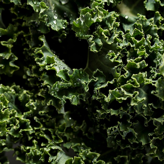 Free photo close-up shot of kale