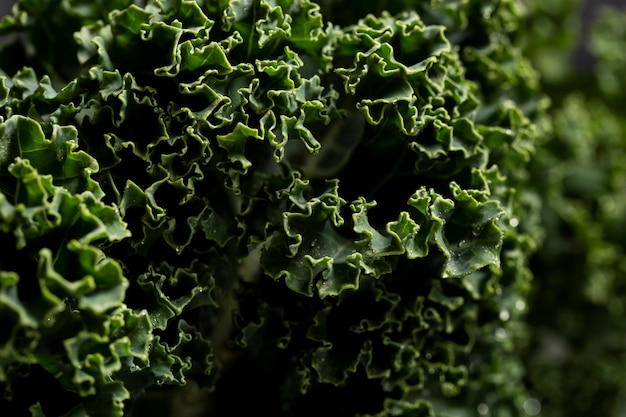 Close-up shot of kale