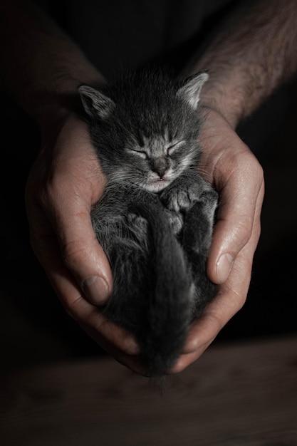 男の手の縦型で眠っている小さな灰色の子猫のショットを閉じる