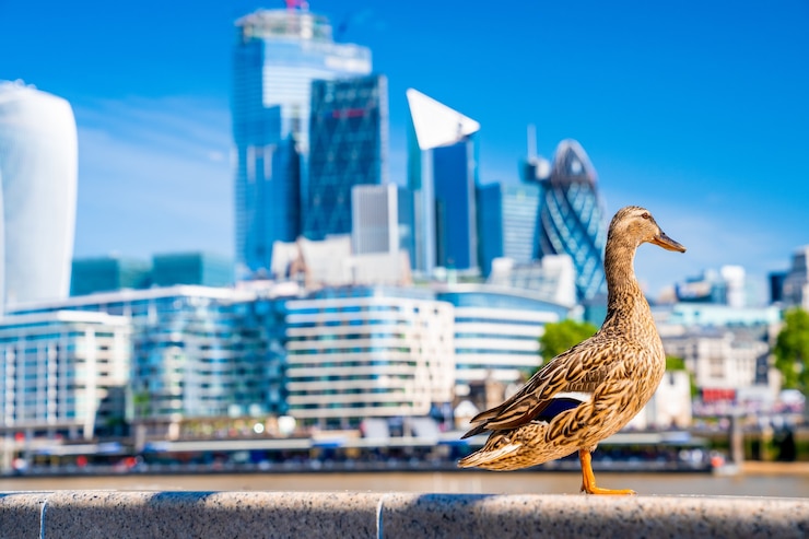 Free Photo close up shot of a mallard in front of a city scape