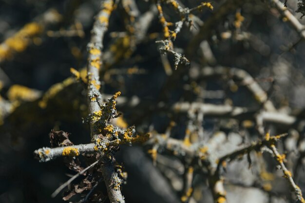 Close up shot orange lichens on branches