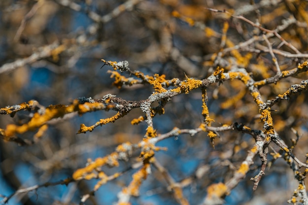 Close up shot orange lichens on branches