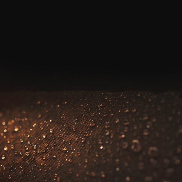 Close-up shot of a peacock's feather with droplets against black backdrop