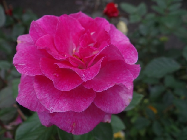 Close up shot of a pink canadian rose growing in the garden