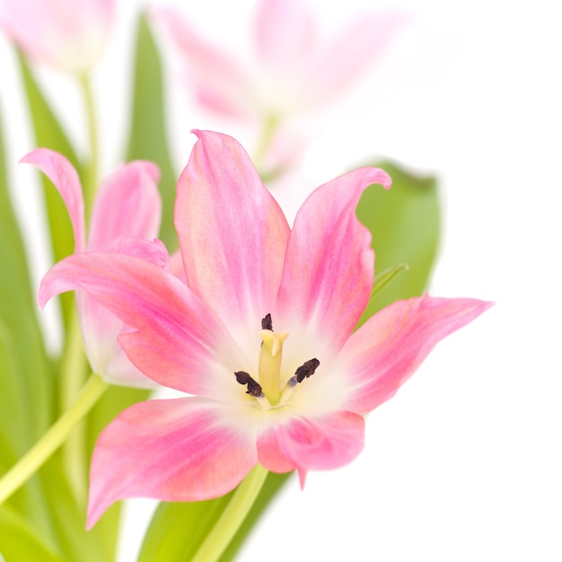 Close up shot of a pink lily with green leaves on white