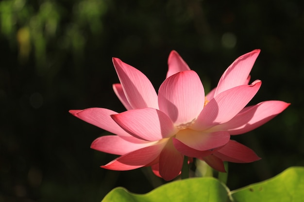 Close up shot of a pink lotus flower in its full bloom in spring