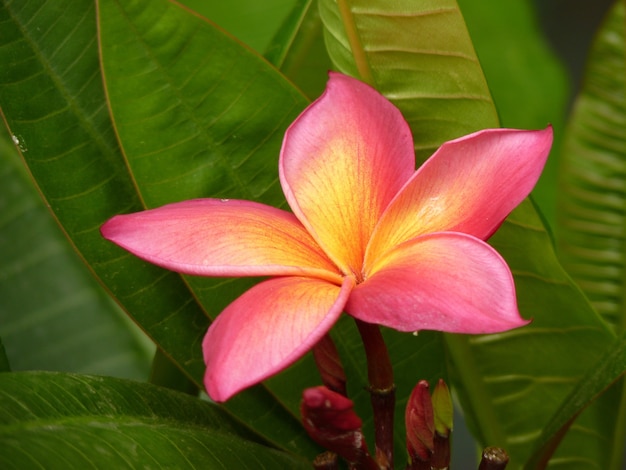 Close-up shot of pink Plumeria blunts growing in the garden